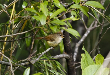 The birdsong of Yellow-bellied Bush Warbler (Cettia acanthizoides) resembles the sound of a flute, which is a string of thin and sharp chirps “di-di-di” with one higher than another.