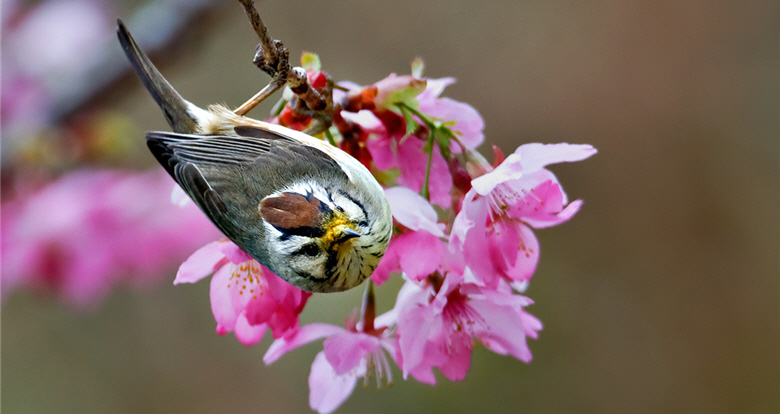 Formosan Yuhina (Yuhina brunneiceps)