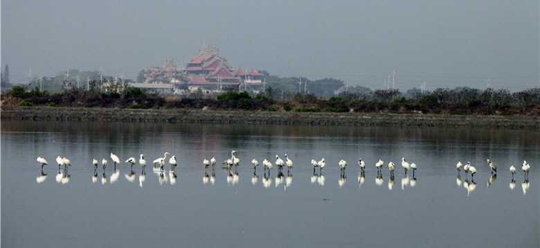 Black-faced Spoonbill (Platalea minor) in Taijiang National Park. /by Kuang-ying Huang