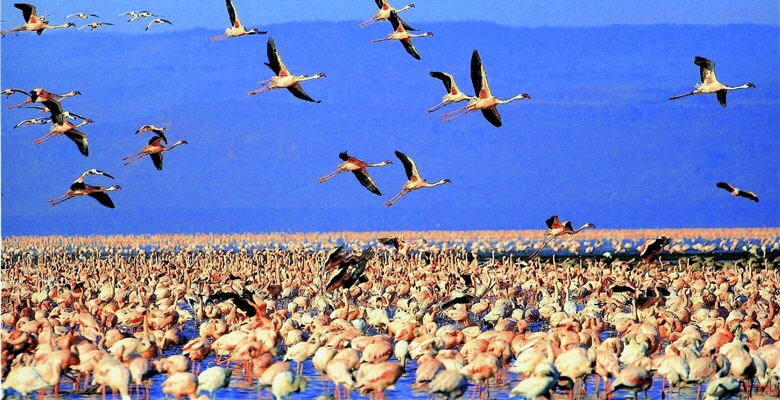 Lake Nakuru National Park in Kenya is a well-known for the more than 400 bird species that inhabit in it. ／by Ling-yao Ye