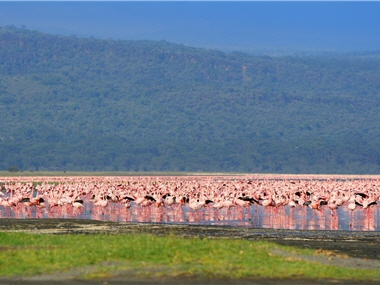 Looking down Lake Nakuru National Park from sky, the beautiful pink ribbon is in fact a spectacle constituted by millions of flamingos.