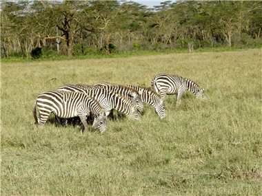 The Kenyan wisdom of bringing animals, tourists and local people into harmony with balanced management is something for us to learn from. / by Lung-sheng Chang