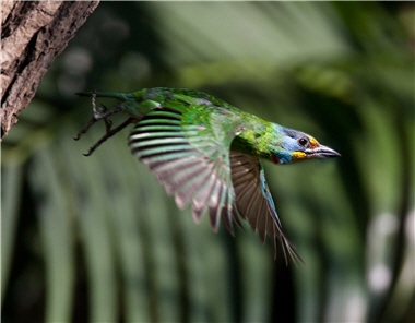 Muller's Barbet (Megalaima oorti) is the iconic species of YMSNP. ／by Jun -hong Lin (Bird warrior)