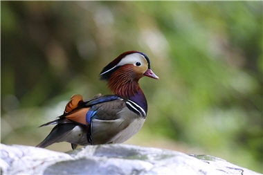Mandarin Ducks (Aix galericulata) are listed as a major protected species in Wuling area of Shei-Pa National Park.／Photo provided by SPNP, taken by Yan-ling Zhang