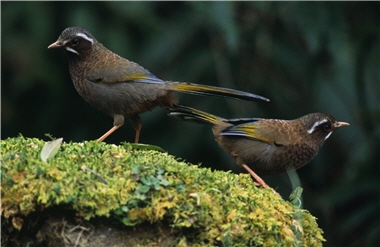 Formosan Laughing Thrush (Garrulax morrisonianus) (lower left) is a common species on Mt. Jade Main Peak Trail (lower right). /Photo provided by Yushan National Park, photo 1 taken by Jia-sheng Chen; Photo 2 taken by Yu-lin Wu (1)