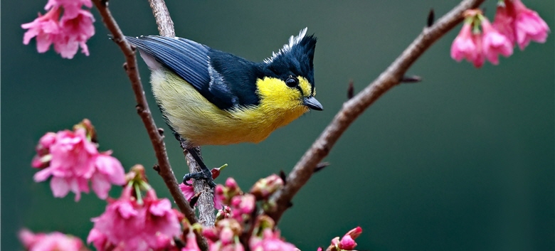 Yellow Tits (Parus holsti) with a punk, black crown is a common species in Taroko National Park in winter. / by Jun-hong Lin (Bird Warrior)