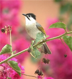 Taiwan Bulbuls (Pycnonotus taivanus)