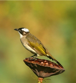 Chinese Bulbuls (Pycnonotus sinensis)