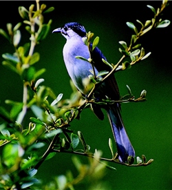Taiwan Bulbuls (Pycnonotus taivanus), Chinese Bulbuls (Pycnonotus sinensis) and the hybrid from the two Bulbuls.