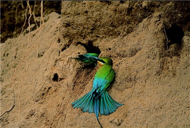 Kinmen is the only place where beautiful Blue-cheeked Bee Eaters (Merops philippinus) can be seen. ／Photo provided by KMNP, taken by Dong-kun Liao