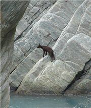 The Formosan serow stuck on the steep bank alt-A Formosan serow (Capricornis crispus swinhoei) fights for life-1