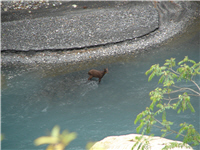 The Formosan serow attempts to wade across the river. The Formosan serow attempts to wade across the river.