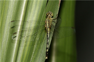 alt-Dongsha Marine National Park records 61 new insect species-1