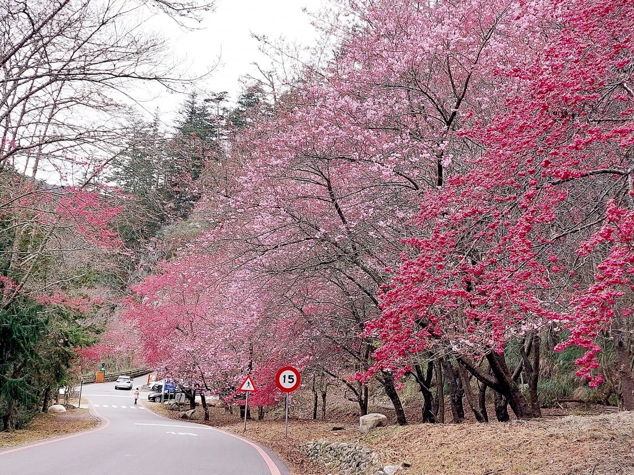 alt-櫻花與高山的邂逅：2月到武陵農場參與一場櫻花盛宴-1
