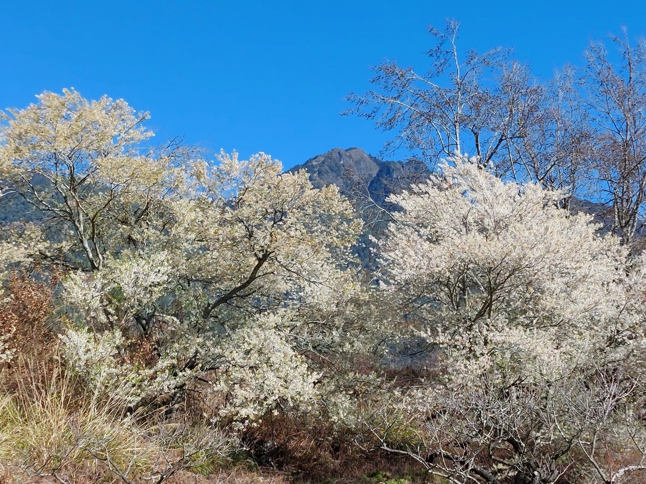 alt-櫻花與高山的邂逅：2月到武陵農場參與一場櫻花盛宴-2