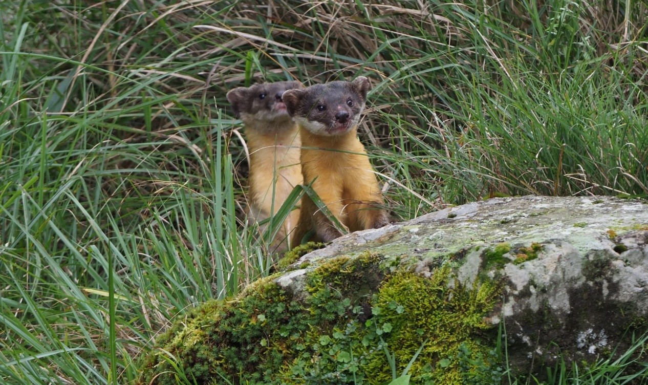 請勿餵食野生動物，讓人類與野生動物都能夠擁有平靜共處的空間。本圖為在塔塔加地區拍攝到的黃喉貂(玉山國家公園管理處提供，印莉敏攝)