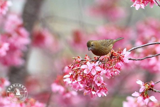 除了人們享受櫻花林美景，樹上的鳥兒同樣享受櫻花大餐。本圖為酒紅朱雀雌鳥(雪霸國家公園管理處提供)