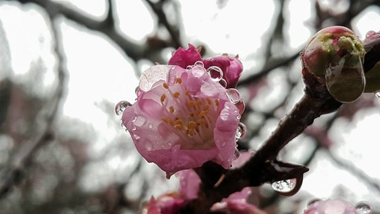 雪霸處提醒，櫻花樹是相當脆弱的植物，切勿觸碰或攀折櫻花樹枝。樹枝一旦遭受到折傷或斷裂，易因細菌感染導致枯萎受偒枯死(雪霸國家公園管理處提供)