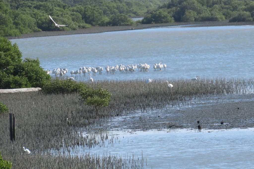 台江國家公園與周邊的魚塭水道，提供了水鳥覓食之處。攝影：廖靜蕙