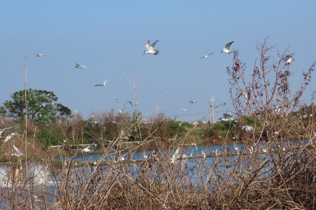 alt-夏天養魚、冬天養鳥 黑面琵鷺友善魚塭：非保護區的保護區-3