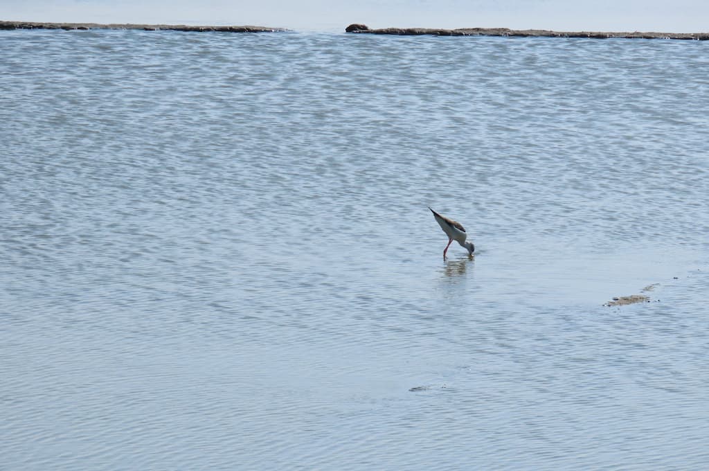 台江國家公園與周邊的魚塭水道，提供了水鳥覓食之處
