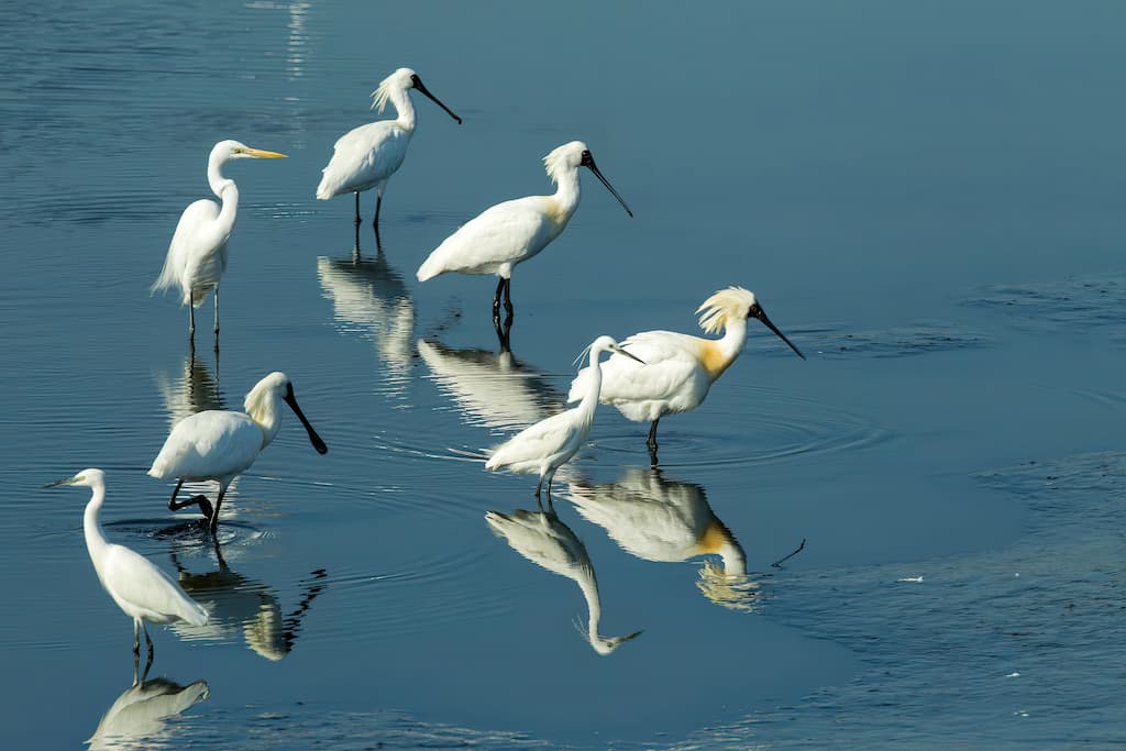 alt-夏天養魚、冬天養鳥 黑面琵鷺友善魚塭：非保護區的保護區-1