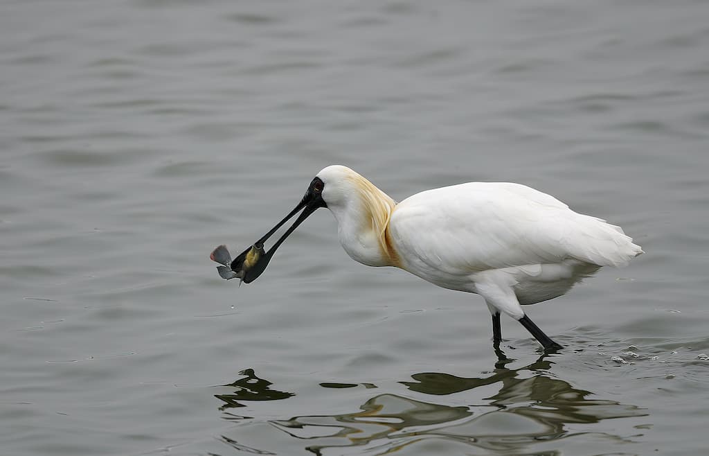 alt-夏天養魚、冬天養鳥 黑面琵鷺友善魚塭：非保護區的保護區-4
