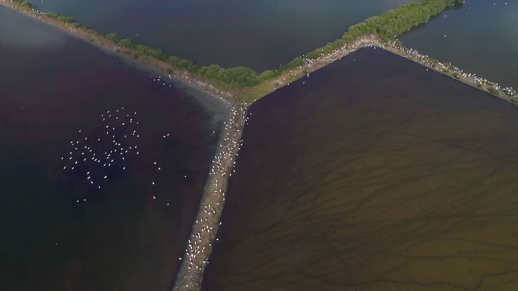 alt-夏天養魚、冬天養鳥 黑面琵鷺友善魚塭：非保護區的保護區-2