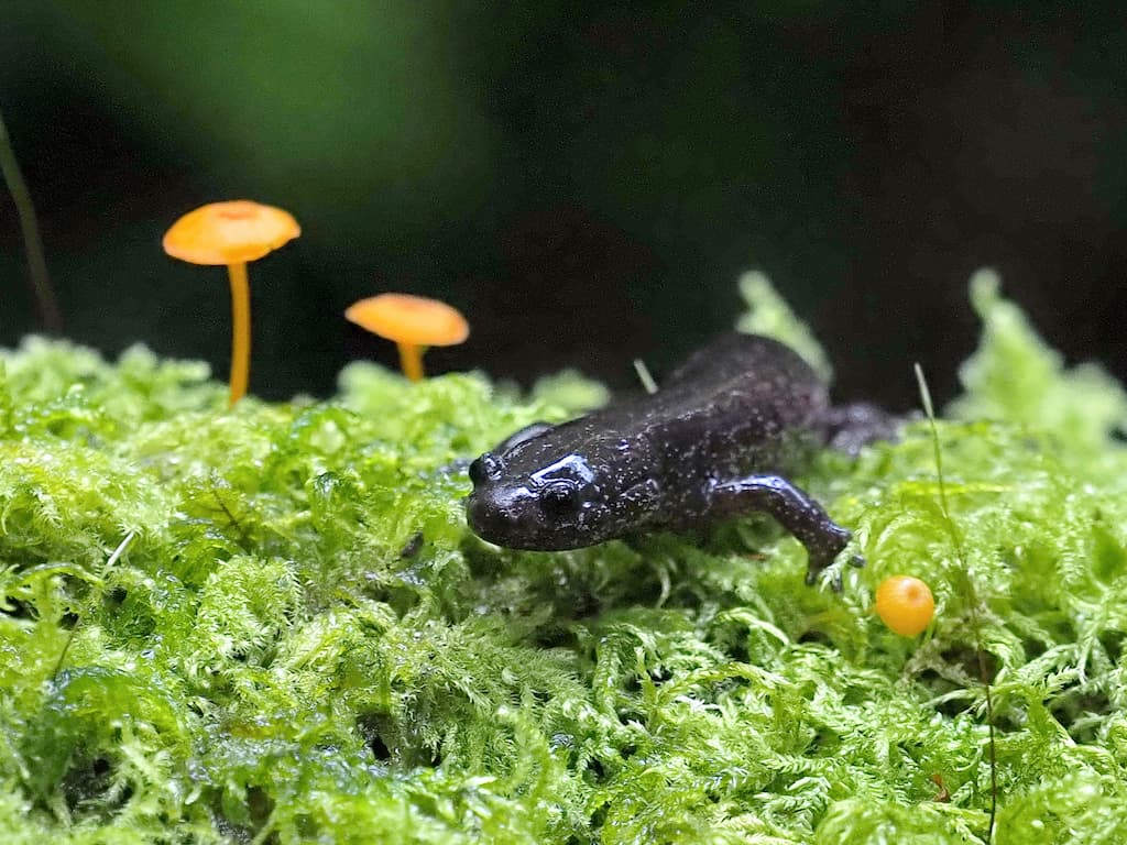 alt-極端氣候山椒魚先知道 監測山椒魚預知人類未來-1