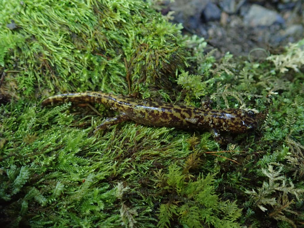 雪霸國家公園園區內分布觀霧及楚南氏兩種山椒魚，圖為楚南氏山椒魚。