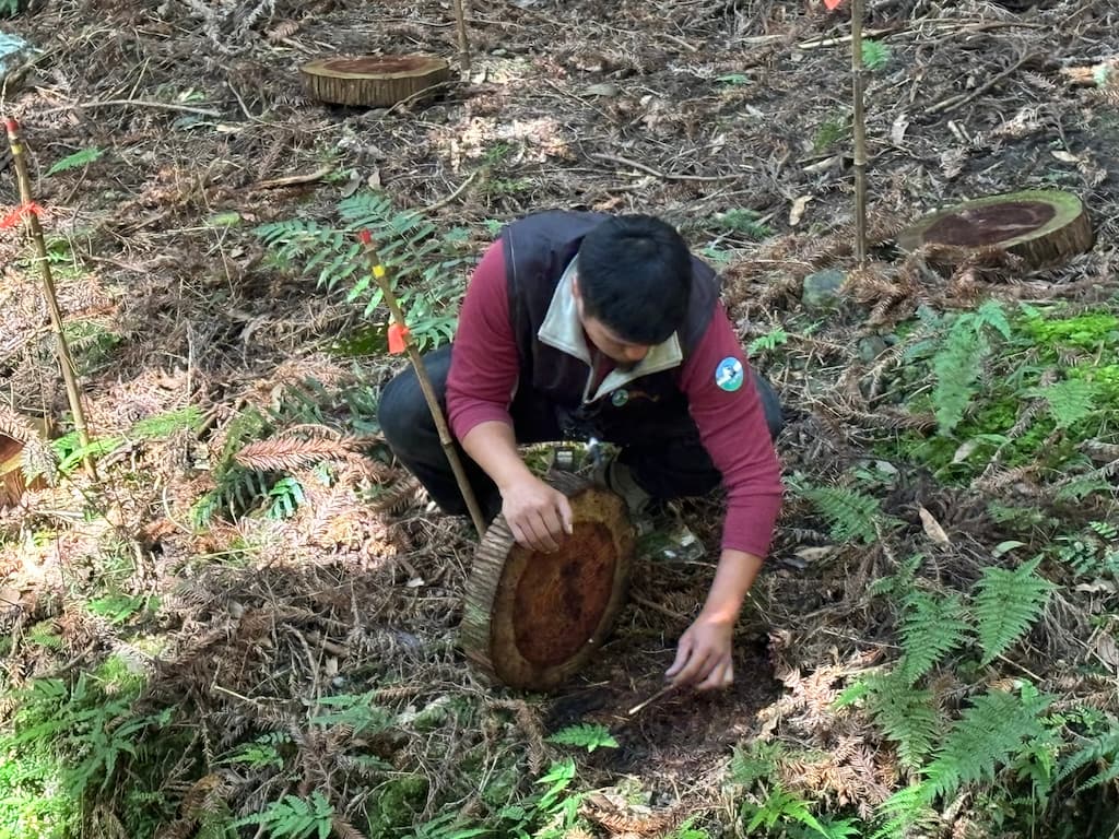 監測調查人員翻開木片尋覓山椒魚蹤影。