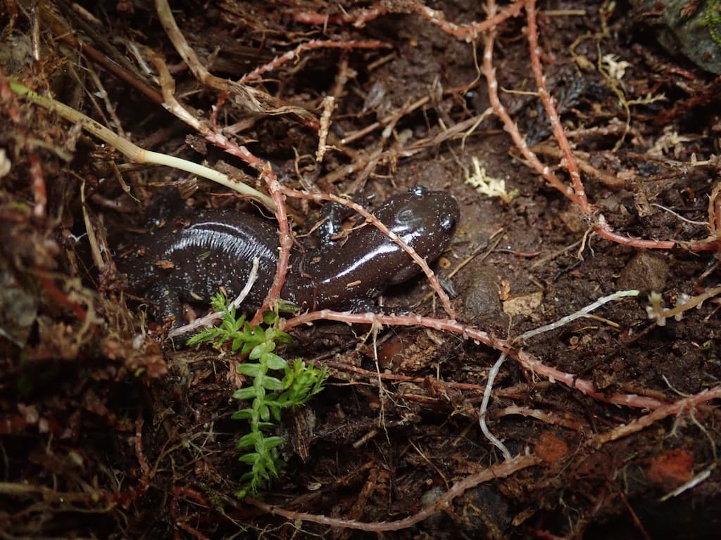 棲身於草根之間的觀霧山椒魚。