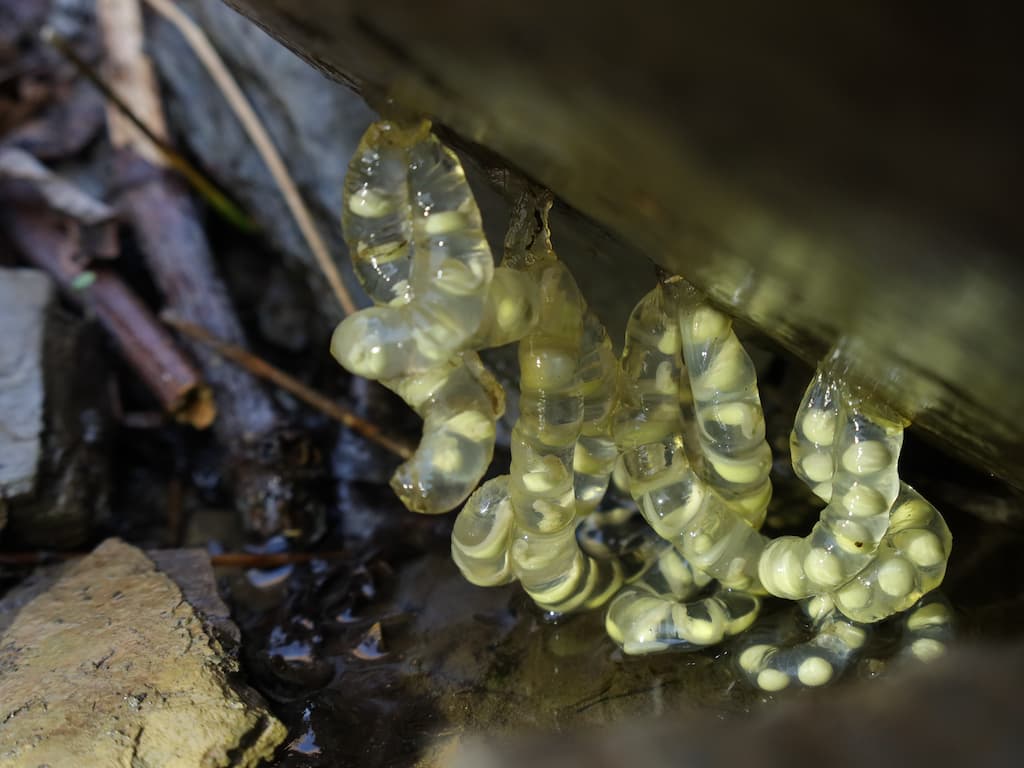 alt-極端氣候山椒魚先知道 監測山椒魚預知人類未來-4