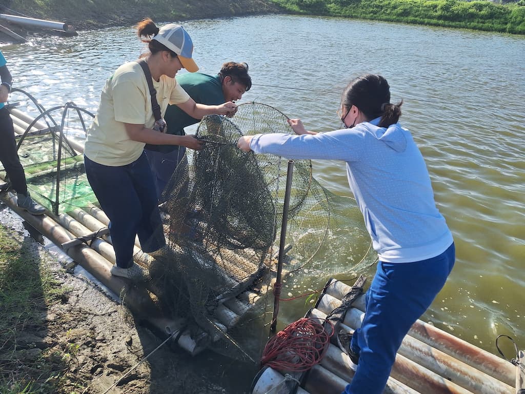 參加「魚鄉體驗線」路線時，可以在生態友善魚塭體驗捕撈白蝦的樂趣