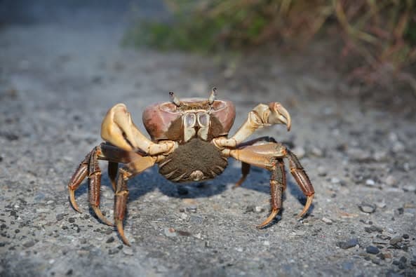 alt-逗陣前行的夥伴關係：「台江家園守護圈」保育篇章-2