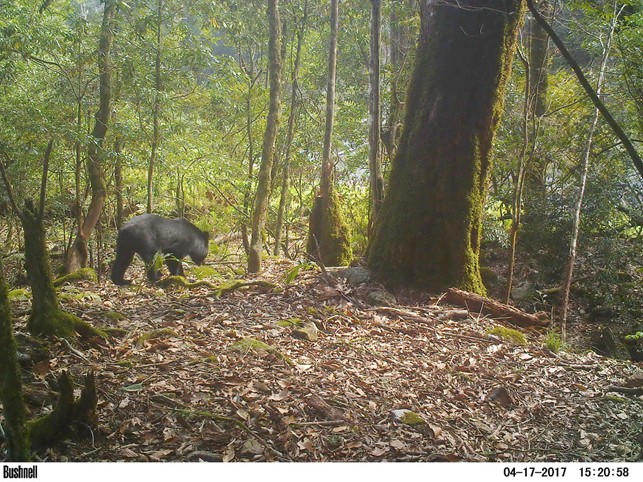 alt-與部落共榮 攜手打造臺灣黑熊安樂窩-3