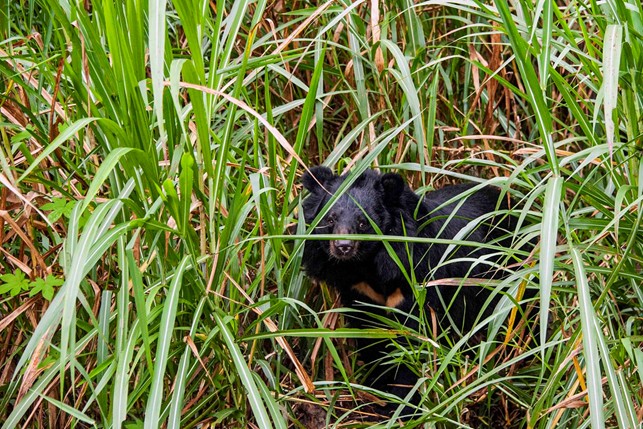 alt-與部落共榮 攜手打造臺灣黑熊安樂窩-4