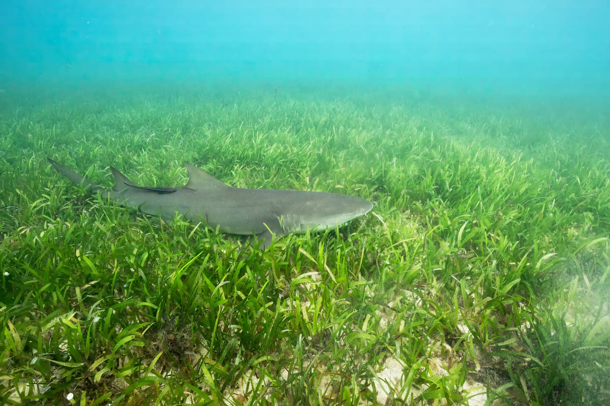 alt-檸檬鯊育嬰房——東沙環礁海草床 全球獨一無二的生態明珠-1