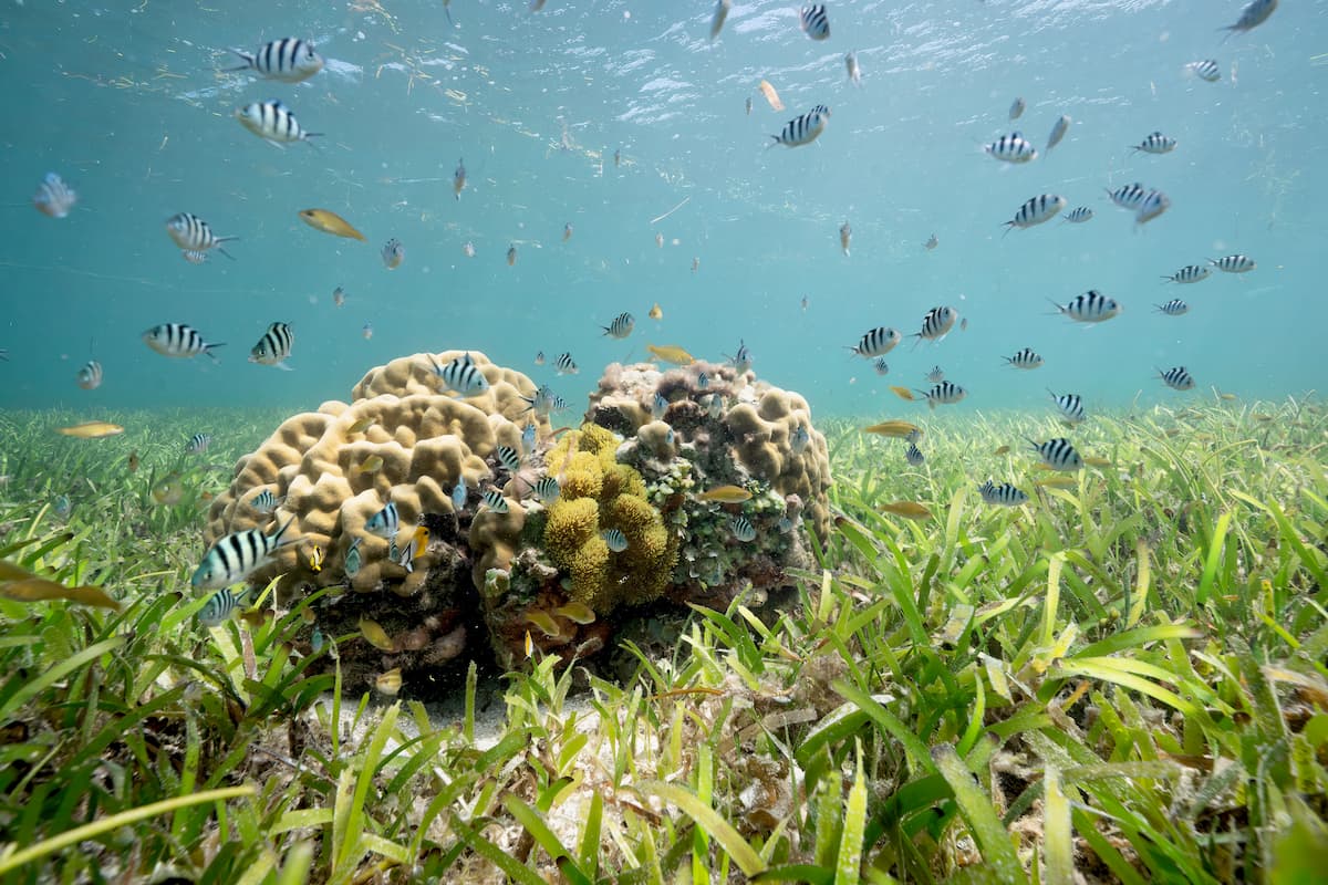 alt-檸檬鯊育嬰房——東沙環礁海草床 全球獨一無二的生態明珠-2