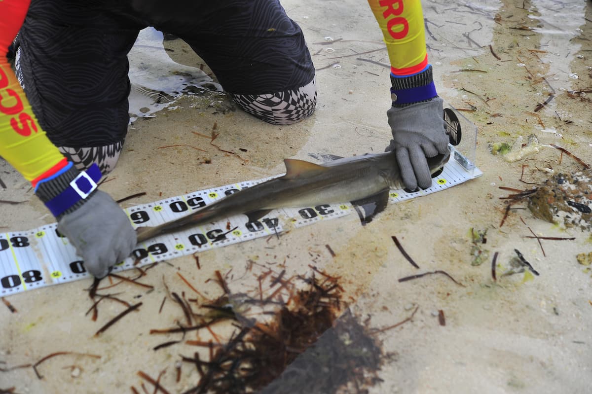 在3分鐘內，為捕捉到檸檬鯊進行測量標記。圖為研究人員為捕捉到的幼鯊測量身長。圖片來源：陳餘鋆提供