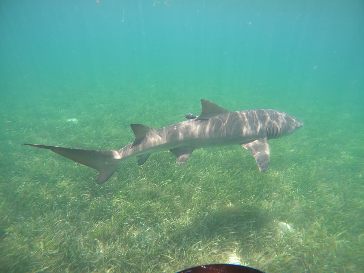 alt-檸檬鯊育嬰房——東沙環礁海草床 全球獨一無二的生態明珠-4