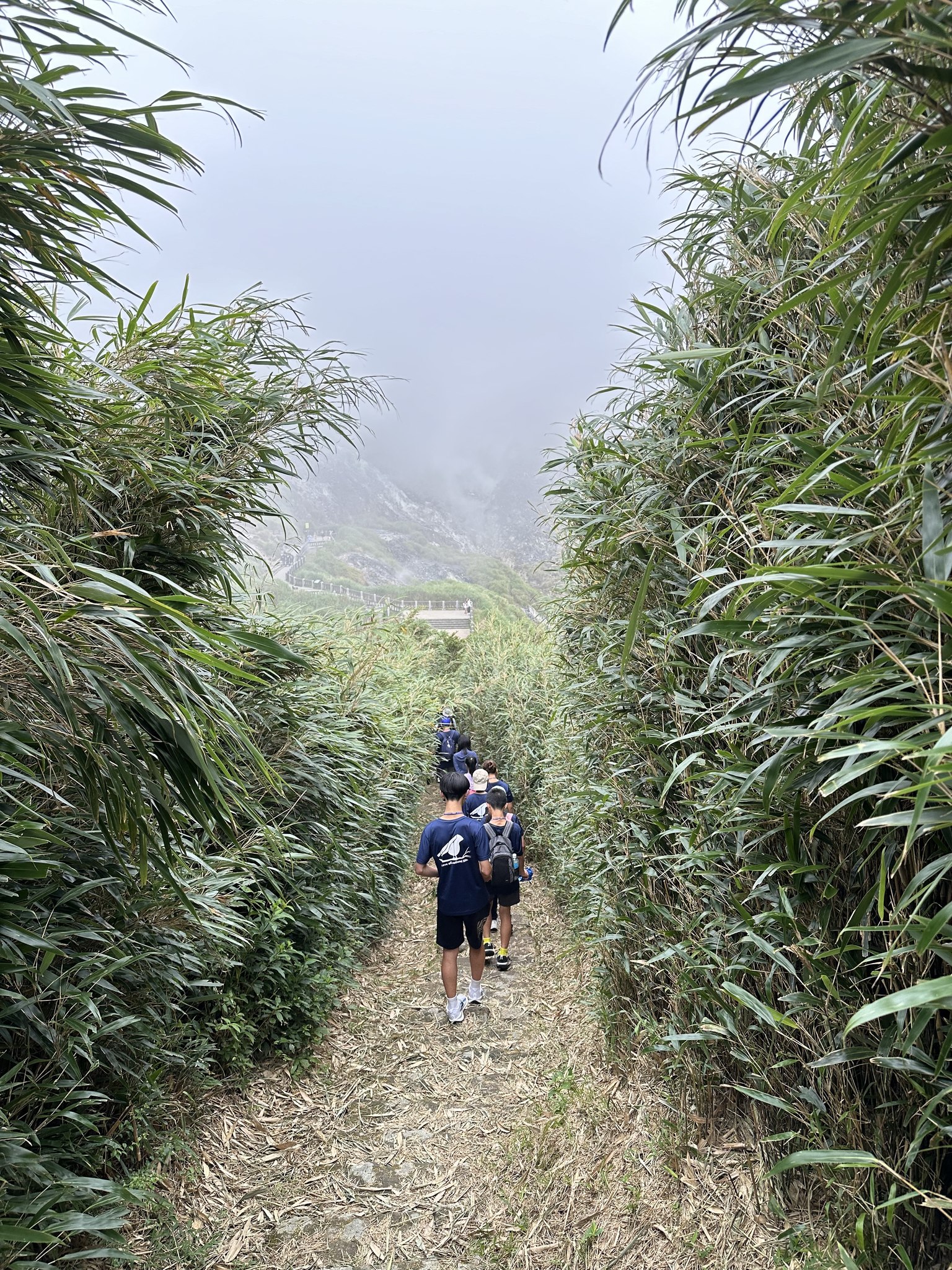 alt-陽明山綠色精靈：祕探草山箭竹步道-1