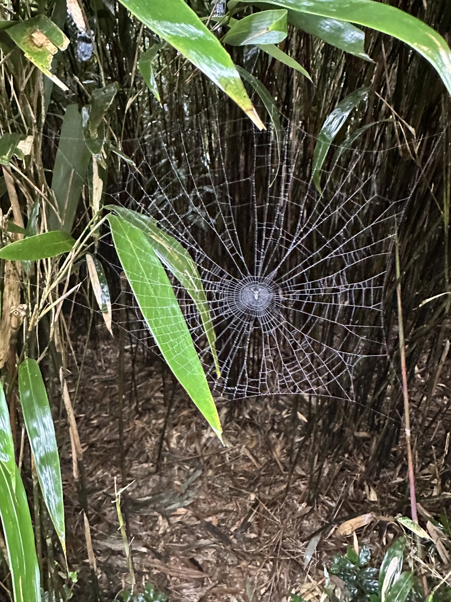 箭竹林步道偶爾看到的小縫隙，可能是筍農進出的採筍秘徑，也可能是野獸出沒的路徑，無論如何箭竹林構造錯綜複雜，容易使人失去方向，提醒大家切勿鑽入探索，以免發生危險