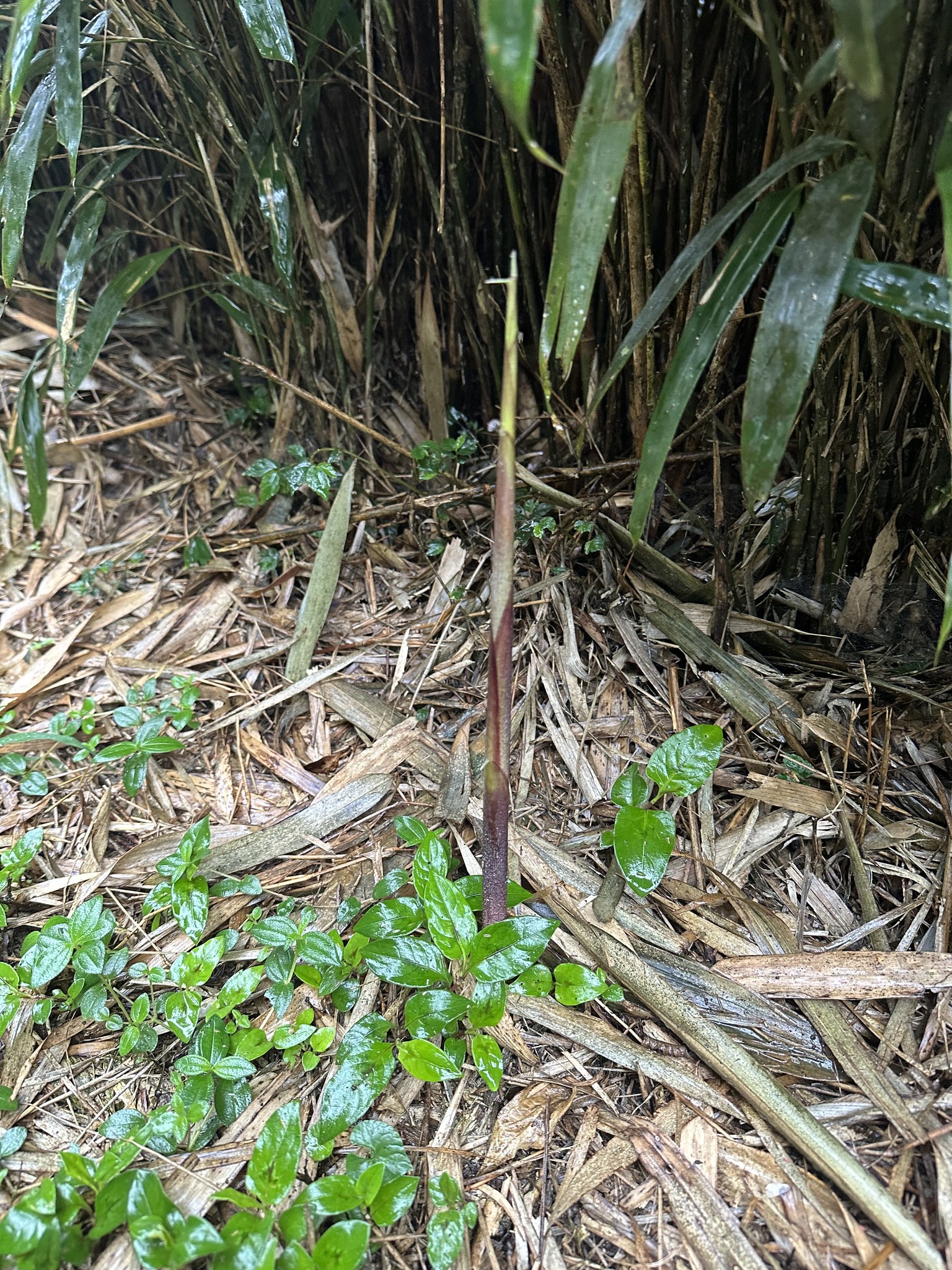 alt-陽明山綠色精靈：祕探草山箭竹步道-2