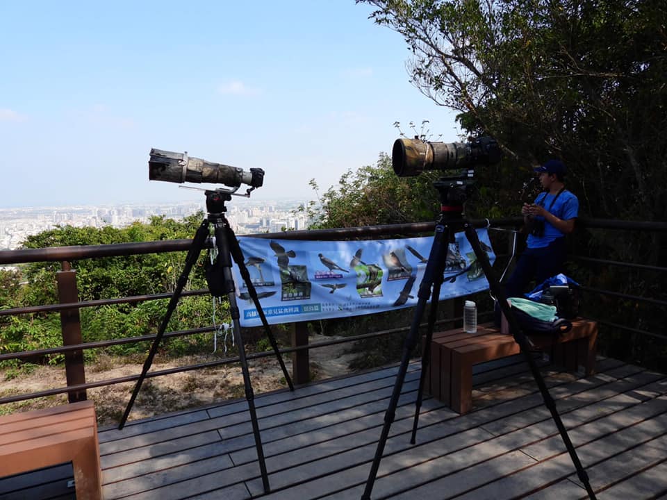 alt-高空的壯觀遷徙：半屏山賞鷹攻略與猛禽生態探秘-2