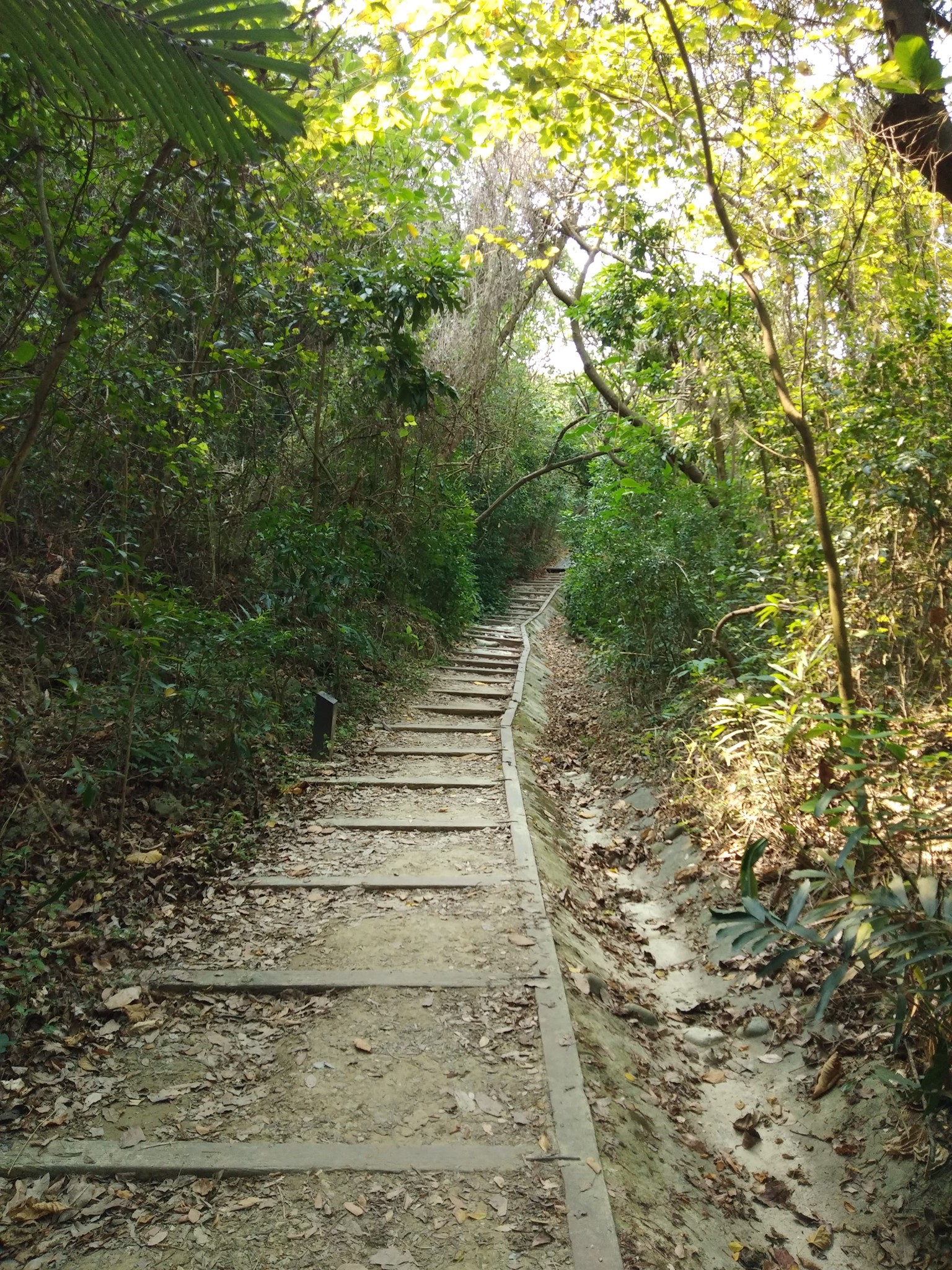 alt-高空的壯觀遷徙：半屏山賞鷹攻略與猛禽生態探秘-3