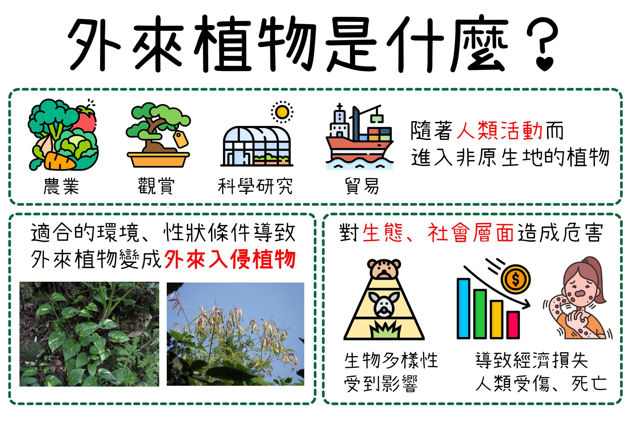 外來植物的第3種狀態，若變成強勢入侵植物，則可能會對生態或社會層面造成危害
