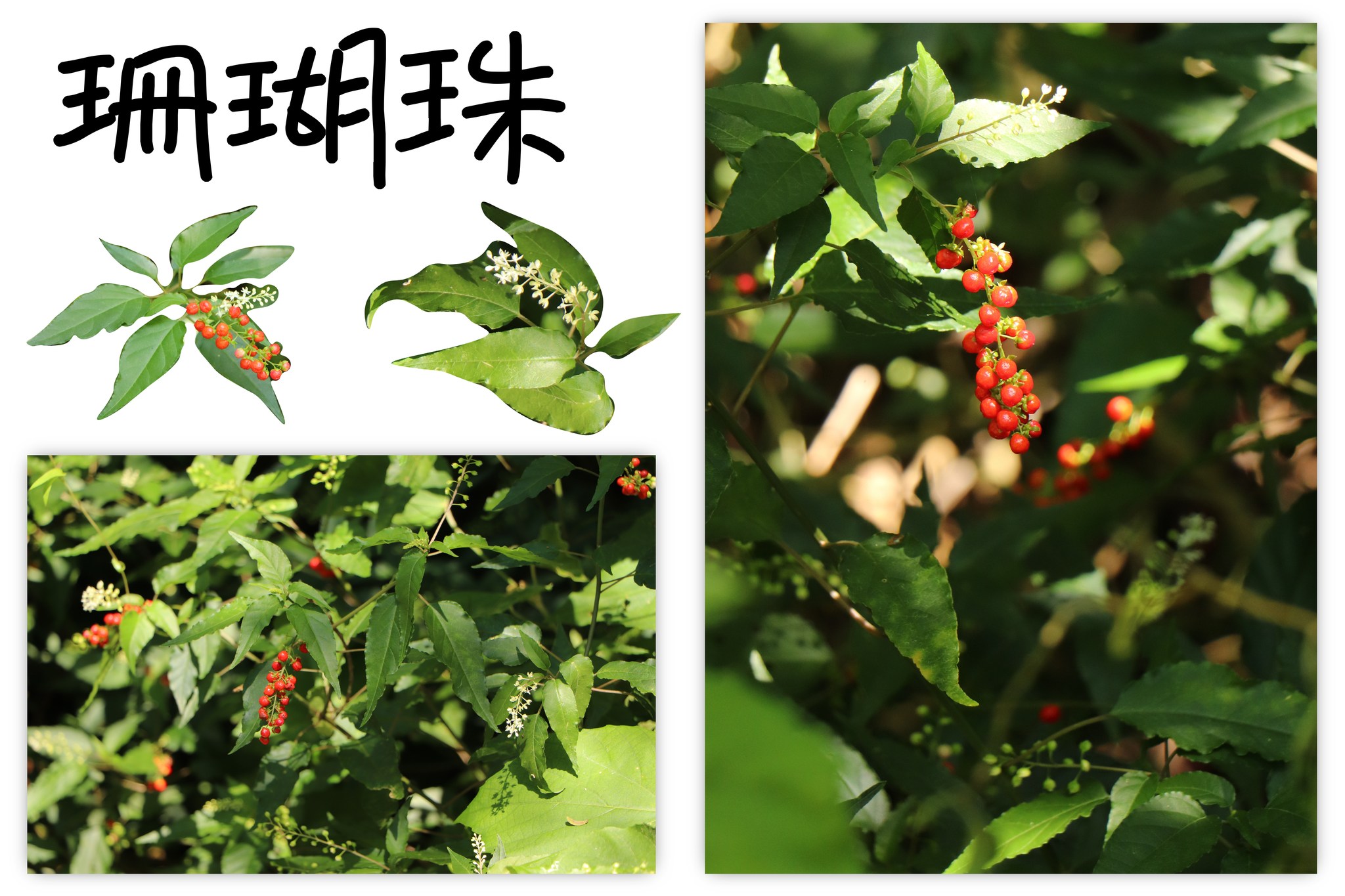 alt-220公斤的震撼！壽山外來植物移除行動全紀錄-2