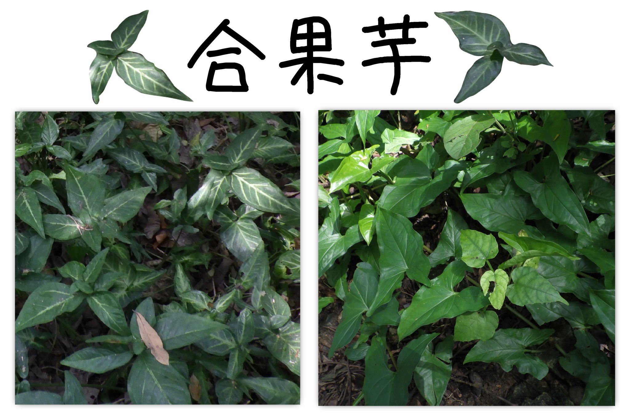 「合果芋」亦是人為因素才至野外生長