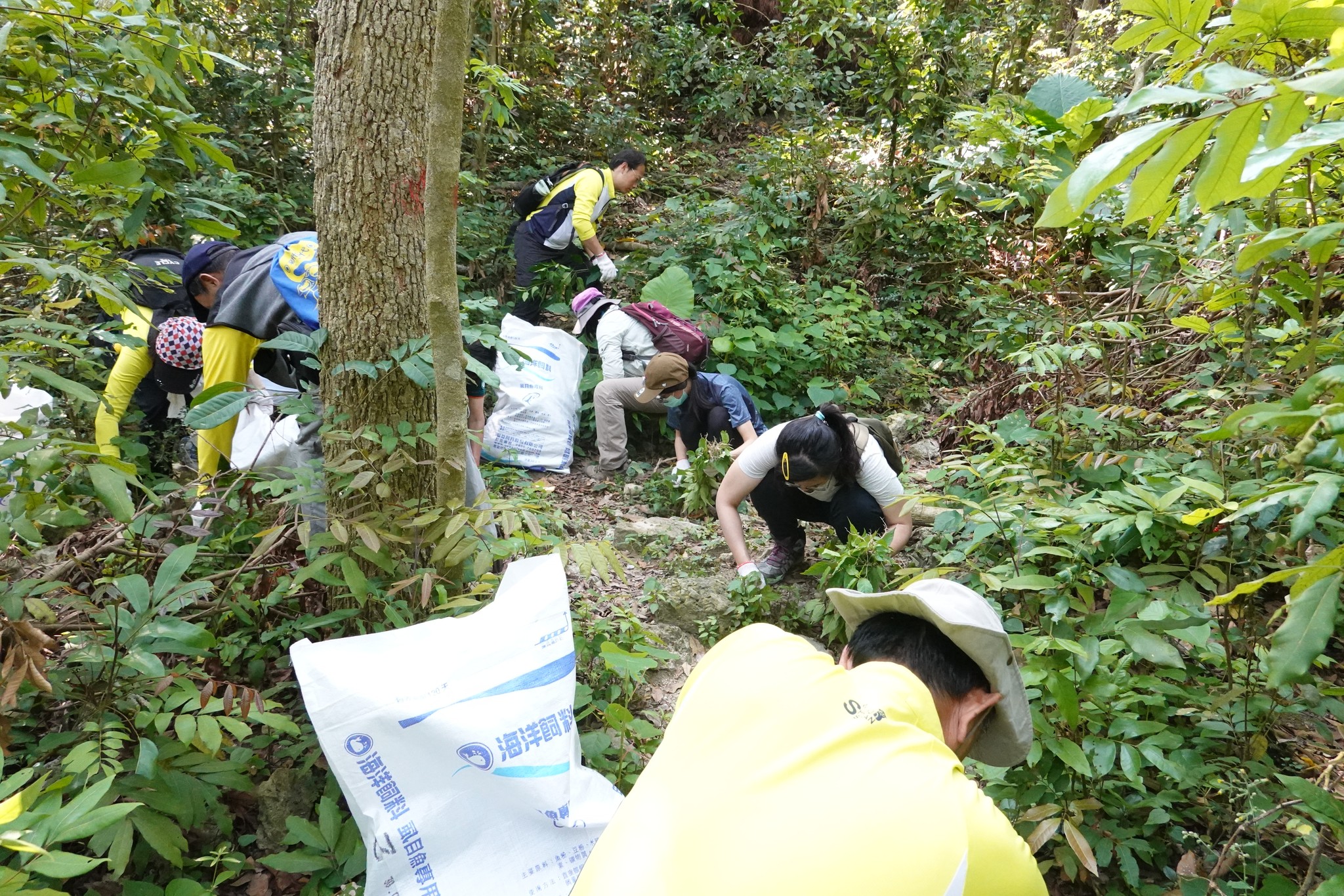 眾人小心翼翼的將外來植物連根拔起，若看到細小的果實落在地上，也要確實一顆顆撿起來，放入布袋中